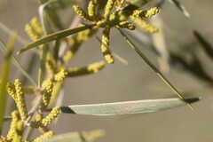 Acacia leptostachya