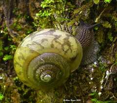 Appalachina chilhoweensis