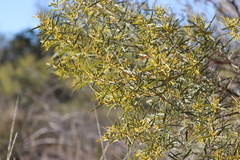 Acacia leptostachya