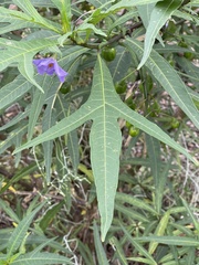 Solanum laciniatum