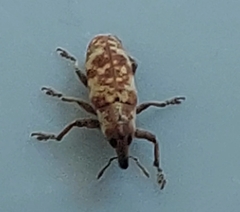 Hypolixus pica