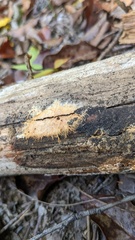 Rhizochaete radicata