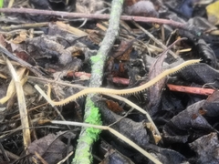 Haplophilus subterraneus