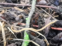 Haplophilus subterraneus