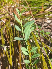 Synostemon hirtellus