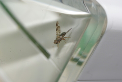 Tephritis vespertina