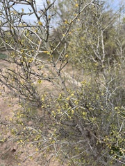 Sarcomphalus obtusifolius