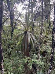 Cordyline indivisa