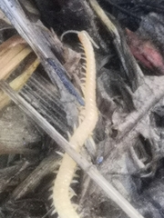 Haplophilus subterraneus