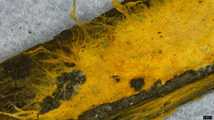 Rhizochaete radicata