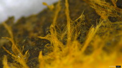 Rhizochaete radicata