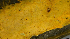 Rhizochaete radicata