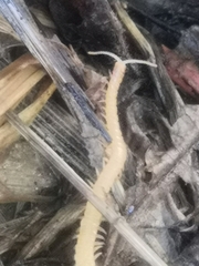 Haplophilus subterraneus