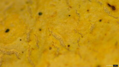 Rhizochaete radicata