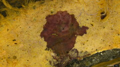 Rhizochaete radicata