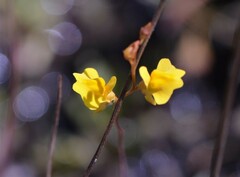 Utricularia chrysantha