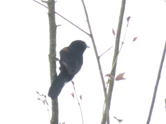 Icterus pyrrhopterus