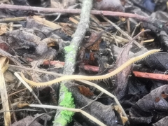 Haplophilus subterraneus