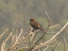 Pseudoleistes virescens