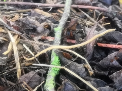 Haplophilus subterraneus