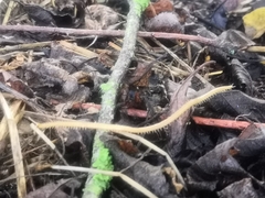 Haplophilus subterraneus