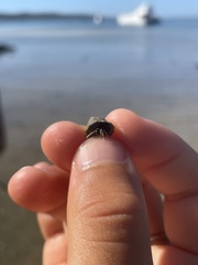 Clibanarius taeniatus