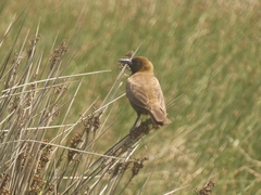 Pseudoleistes virescens