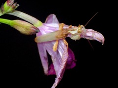 Hymenopus coronatus
