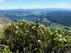Veronica canterburiensis