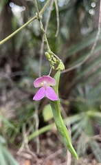 Phaseolus polystachios