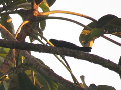 Tachyphonus coronatus