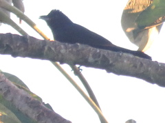 Tachyphonus coronatus