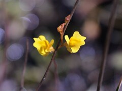 Utricularia chrysantha