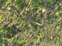 Sporophila caerulescens