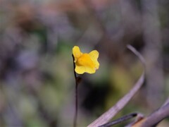 Utricularia chrysantha