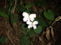 Viola canescens