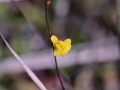 Utricularia chrysantha