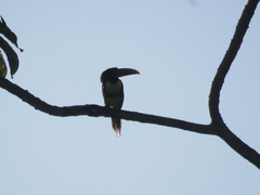 Pteroglossus castanotis