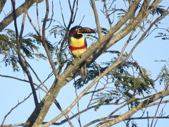 Pteroglossus castanotis