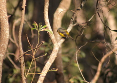 Eopsaltria australis australis