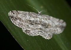 Psilalcis isombra
