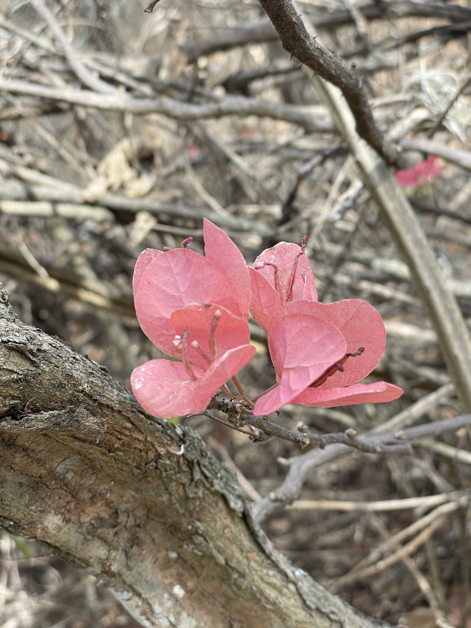 Bougainvillea peruviana image