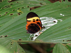 Heliconius numata