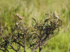 Mirafra javanica