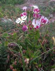 Zaluzianskya maritima