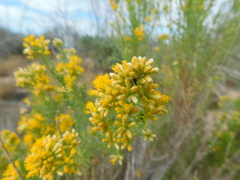 Xylothamia diffusa