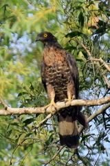 Pernis ptilorhynchus torquatus
