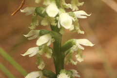 Microtis alba