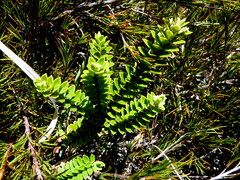 Veronica vernicosa