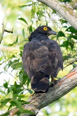 Pernis ptilorhynchus torquatus